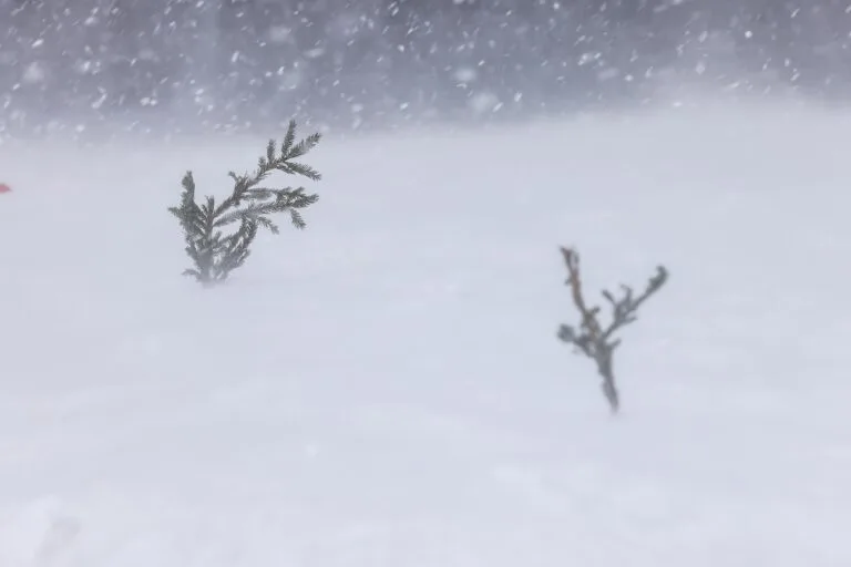 Hård vind och drivsnö ställde in Kungsledenrännet 2025.